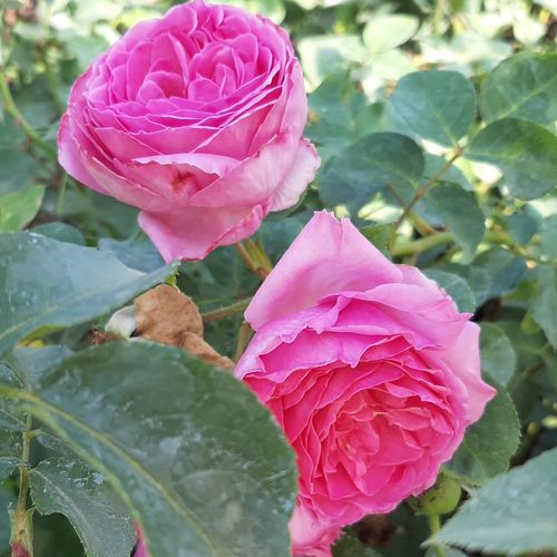 Shop - Rosa Renée Van Wegberg™ - rosa - nostalgische rosen - stark duftend - PhenoGeno Roses - -